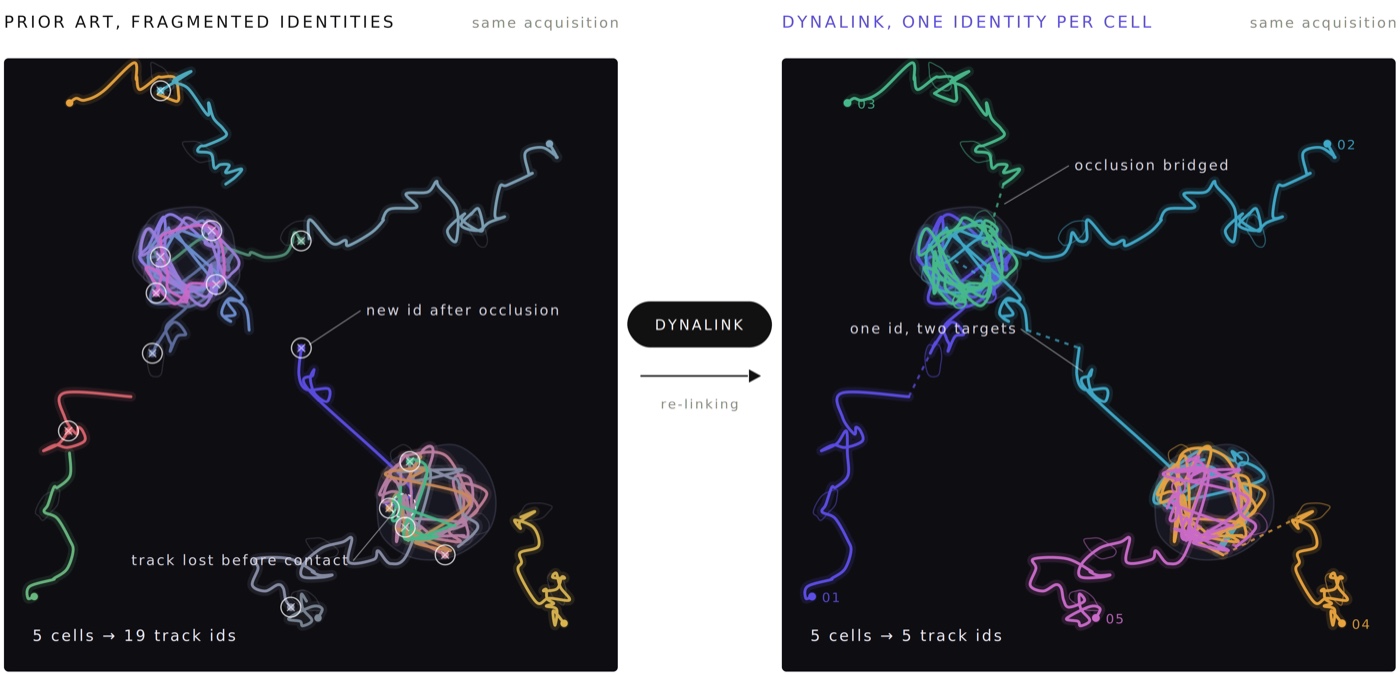 Two panels side by side of the same acquisition: on the left, conventional tracking splits five cells into nineteen track ids, with identity switches marked where cells occlude; on the right, DynaLink returns five track ids for the same five cells, bridging the occlusion gaps.