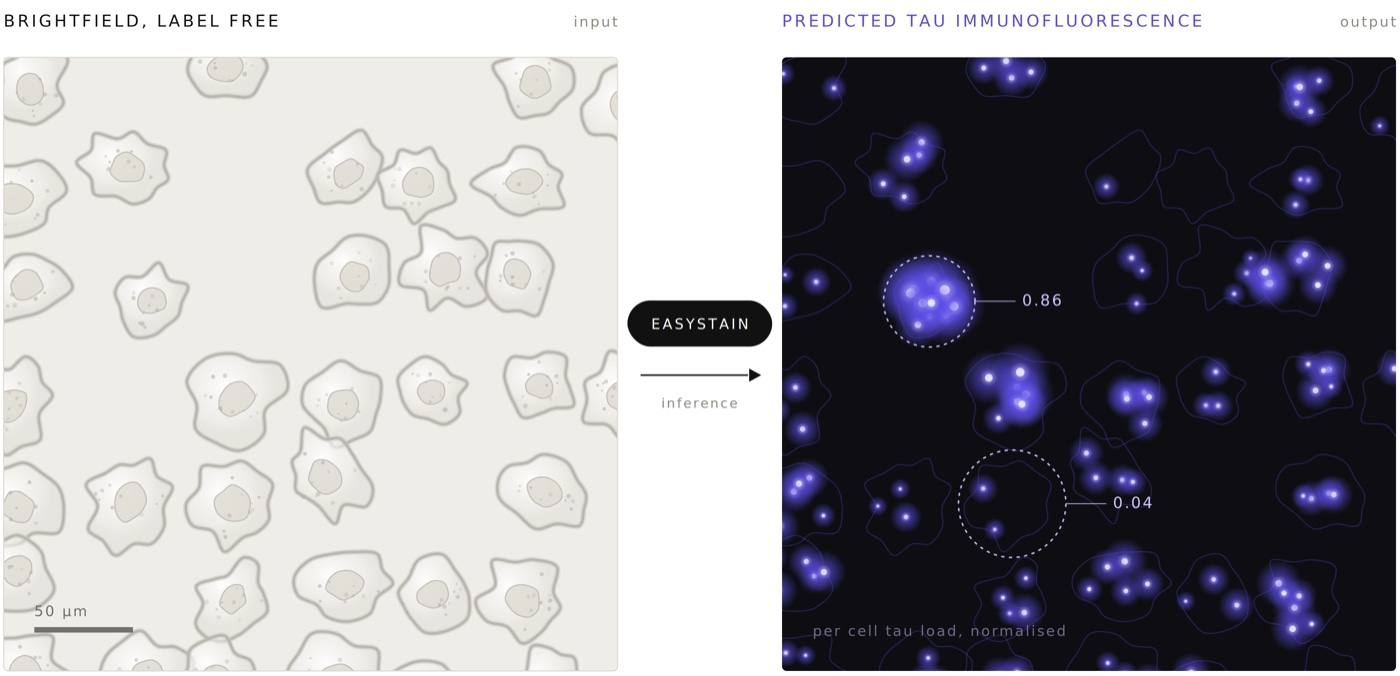 Two panels side by side: a label-free brightfield field of cells on the left, and the tau immunofluorescence EasyStain predicts from it on the right, with per-cell tau values of 0.86 and 0.04 marked on two cells.